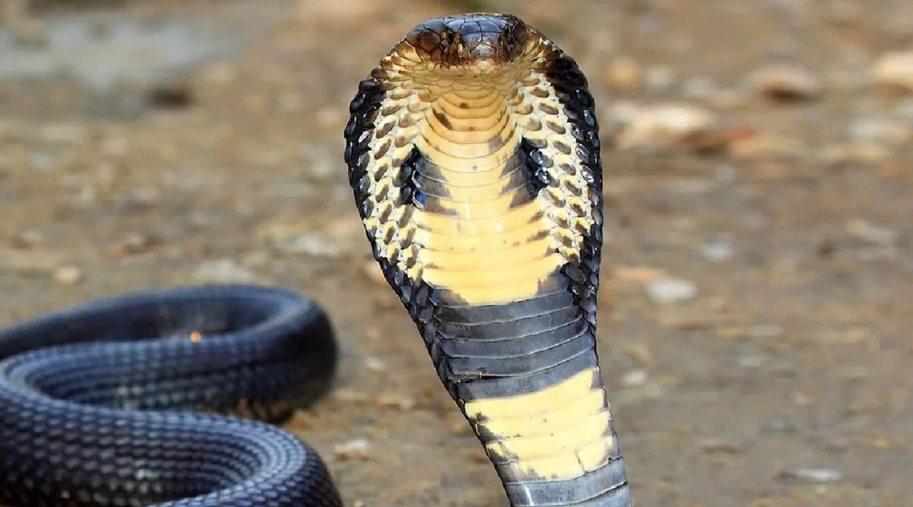 King cobra 2